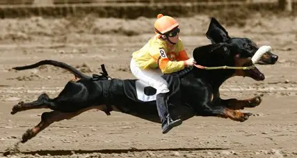 Wiener Dog Racing